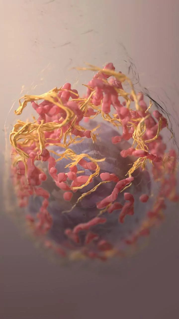 The New Study On Ageing And Appearance Explores Ageing Research Without Claiming A Cure