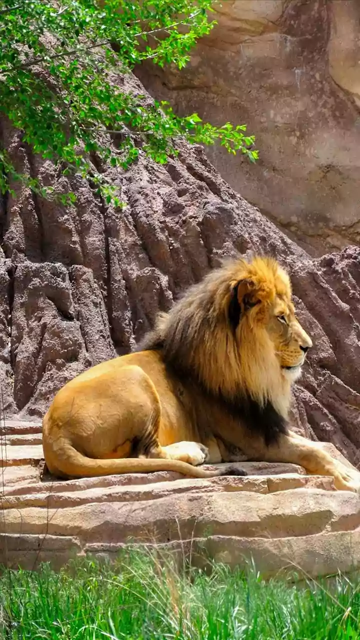Mumbai zoo set to get four Asiatic lions from Gujarat