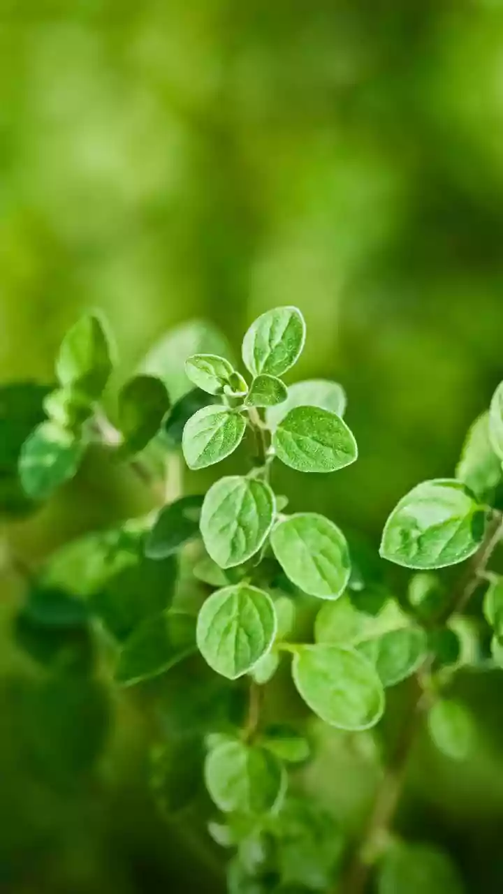How To Cultivate Fresh Herb Gardens On Small Urban Apartment Balconies