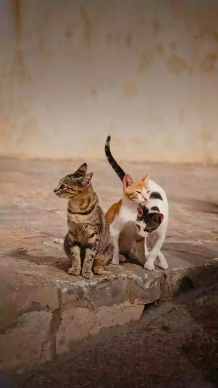 These Ultimate Pet Welfare Accounts Propose Cardboard Stray Cat Houses