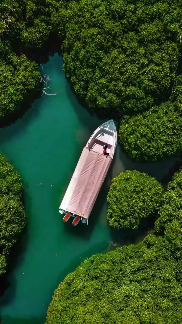 Why Sundarbans Mangrove Monitoring Uses Satellite Sensors To Mitigate Sudden Tidal Floods