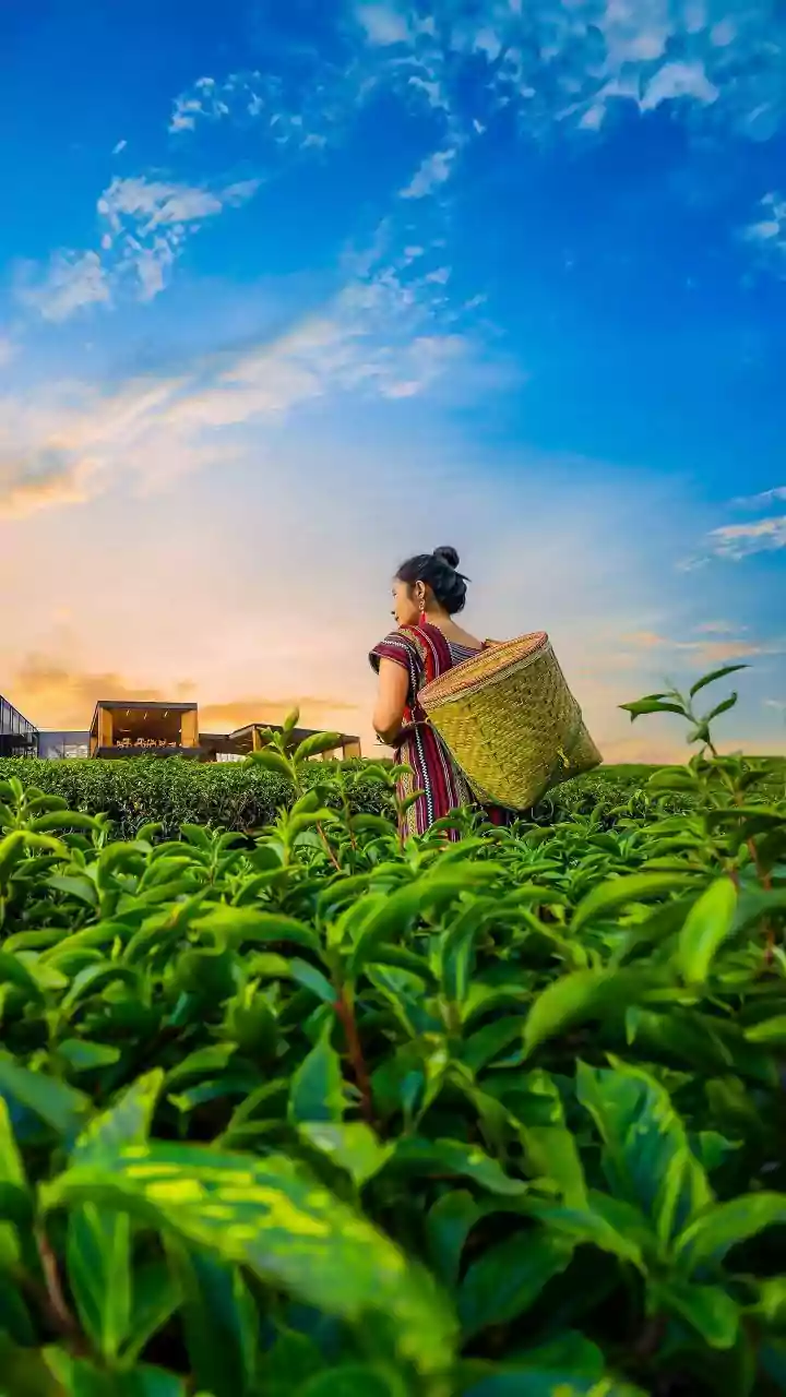 Experts Advocate for Enhanced Role of Women in Agriculture