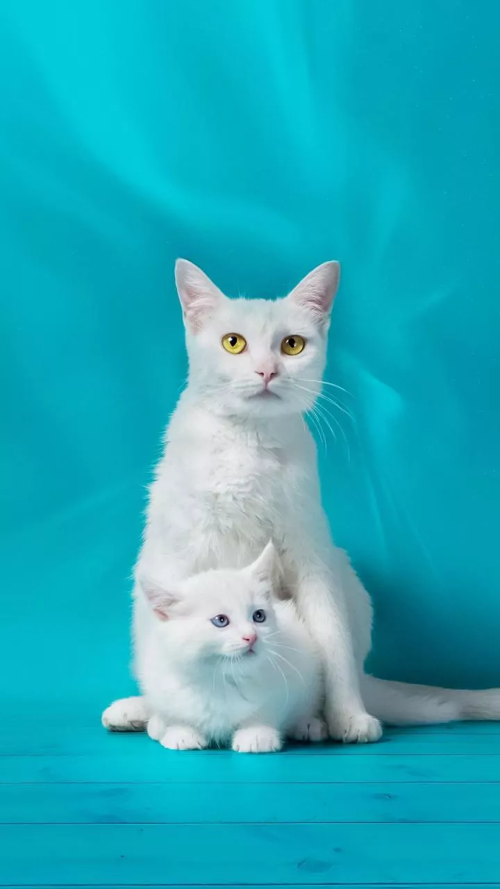 Siklus Hidup Kucing: Dari Anak Kucing Lincah Hingga Senior Bijaksana