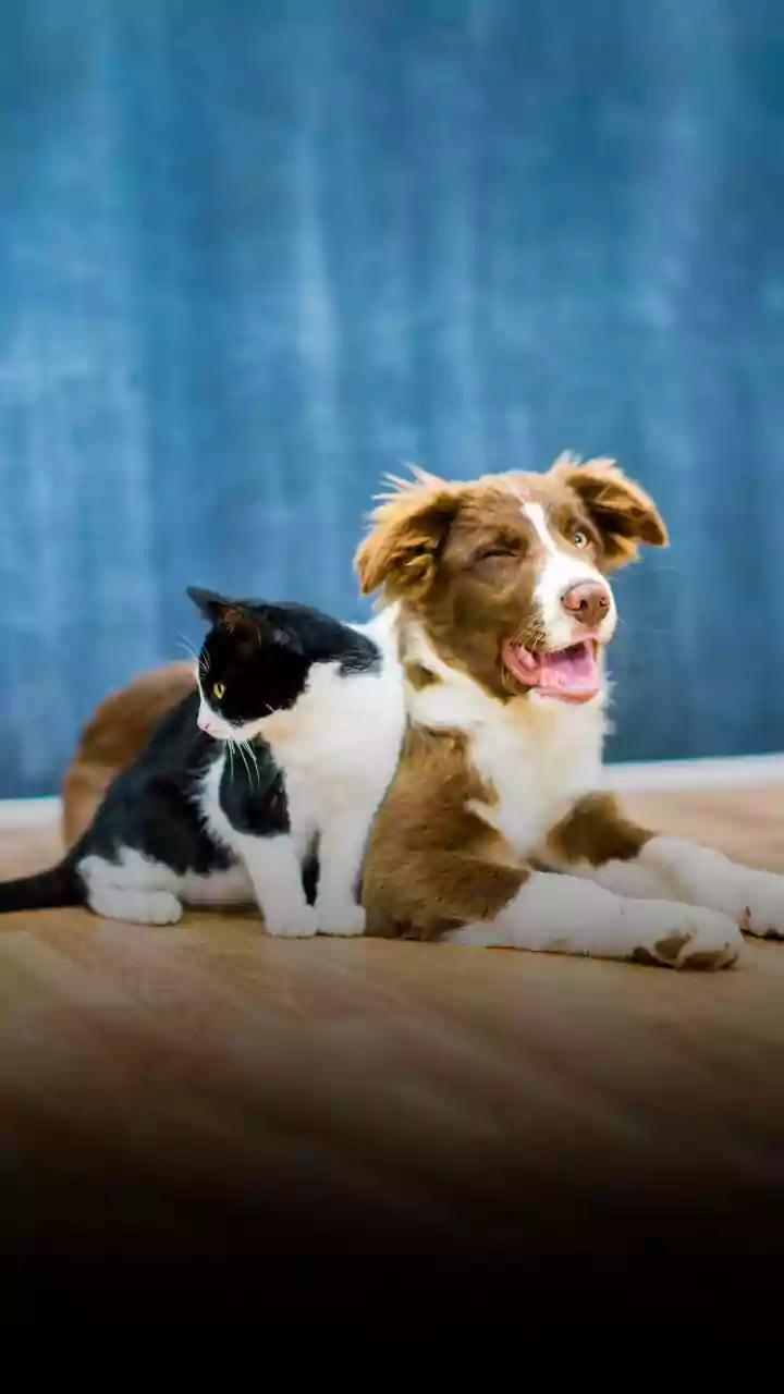 Fur Babies Are Getting Full Wellness Routines Now