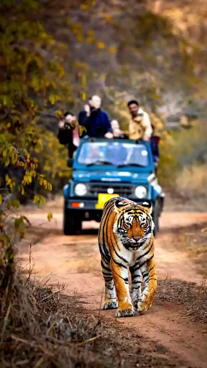 ITC Hotels plans 4 properties under Storii brand at wildlife destinations