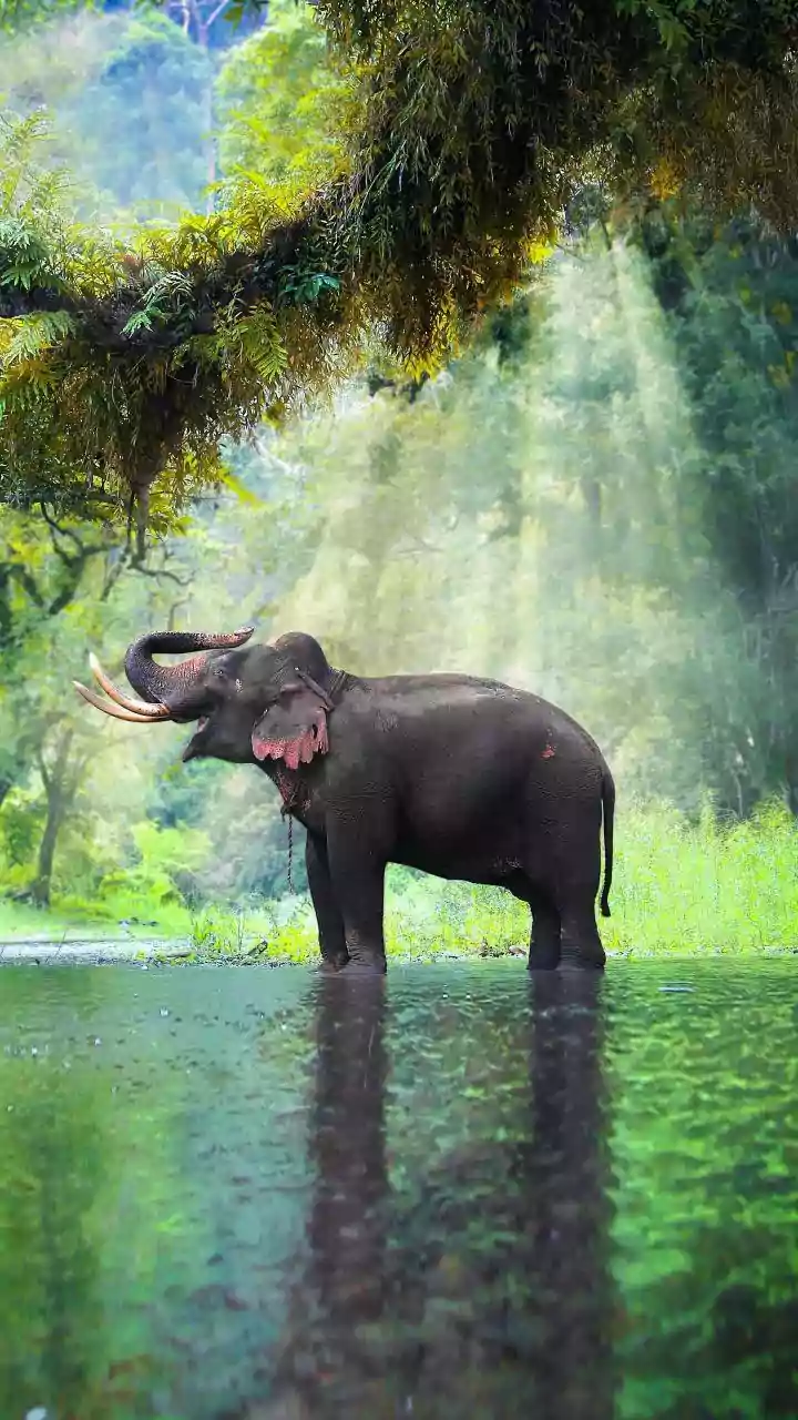 Western Ghats Wonders: 10 Unique Animals Found Nowhere Else on Earth