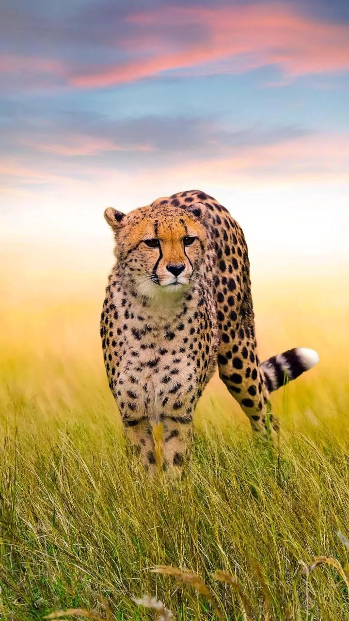 Unveiling the Elusive: 8 Critters You're Unlikely to Ever Spot in the Wild