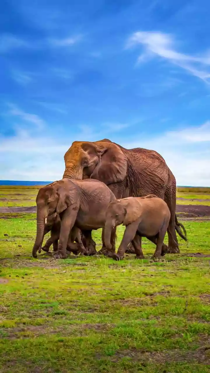 World Elephant Day 2026: Date, History, Significance, And Interesting Facts