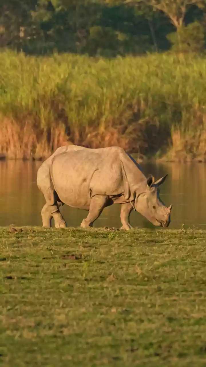 Planning a Quick Wildlife Getaway: Top Tips for India's Winter Safari Season