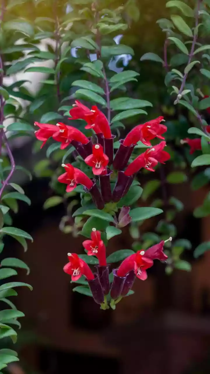 Exotic Origins: Five Familiar Plants That Aren't Actually Indian