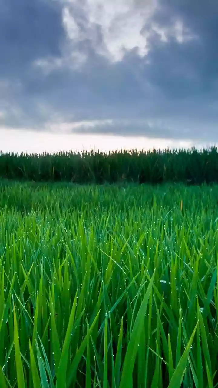 Heavy Rain Submerges Aman Paddy Fields in Tripura; Inspections Underway