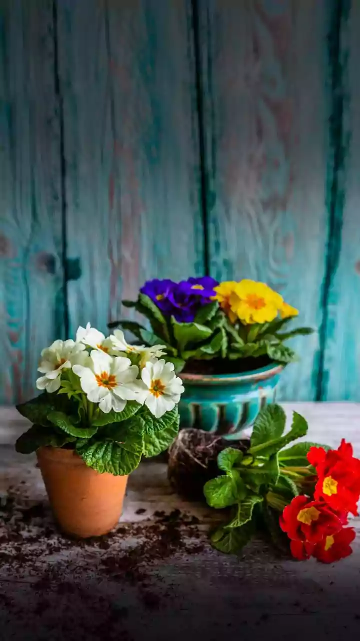Belas e longevas flores mexicanas para jardineiros preguiçosos: 5 plantas que lhe darão vida por 30 anos