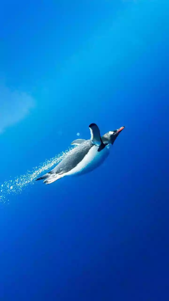 What is Viral Bird Theory? A New Relationship Test Taking Over GenZ Dating