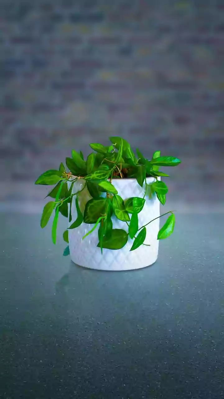 How to fix unhealthy roots in houseplants