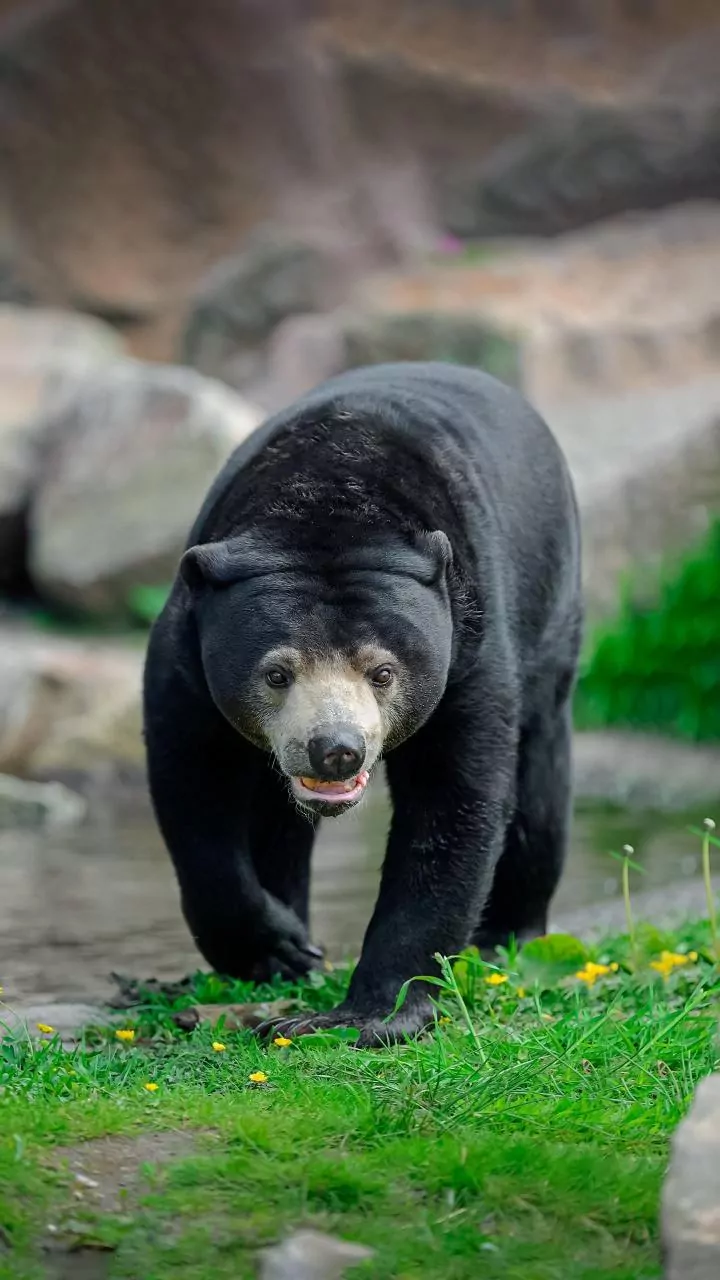 Uttarakhand man sustains serious injuries in bear attack