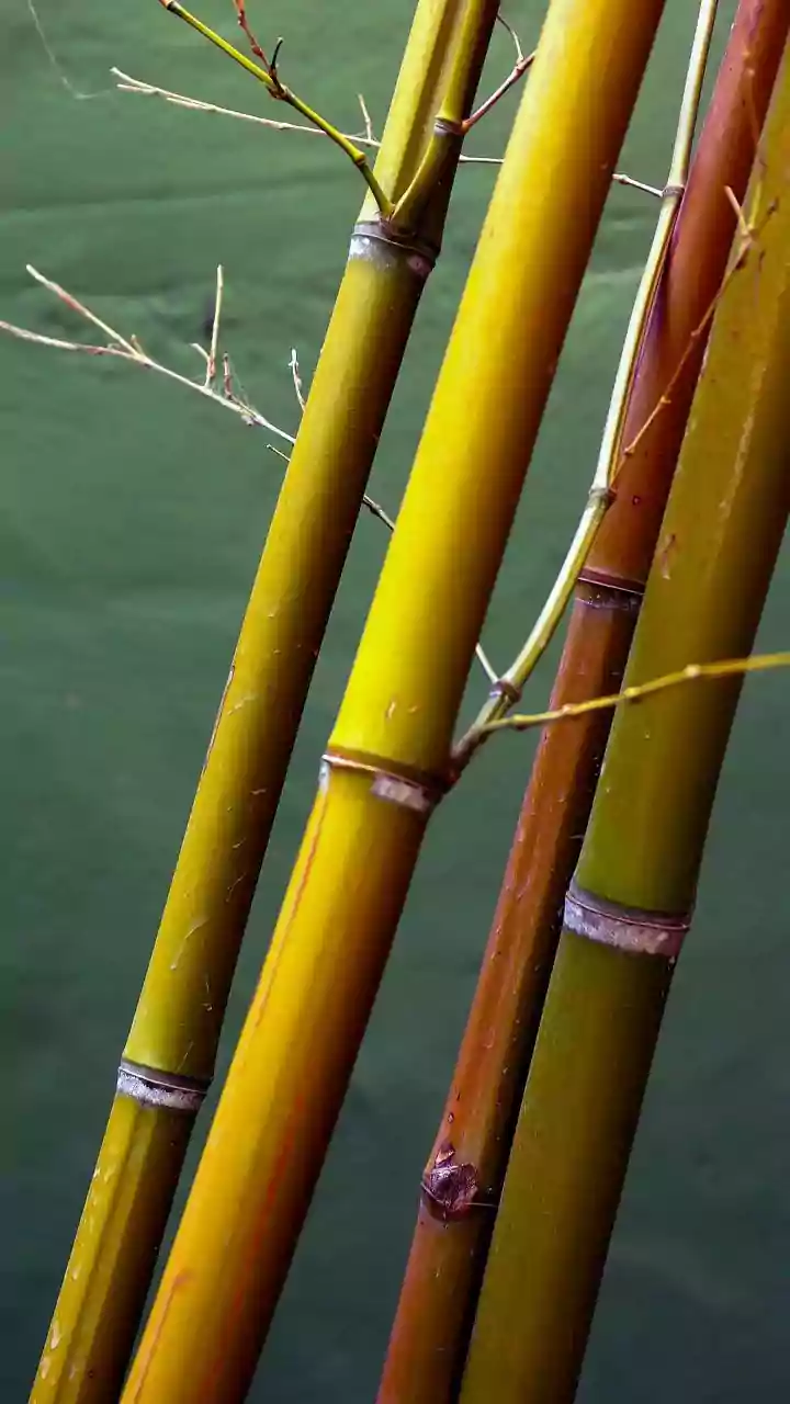 Sustainable Wayanad Escapes Feature Eco Friendly Bamboo Treehouses For Weekend Stays