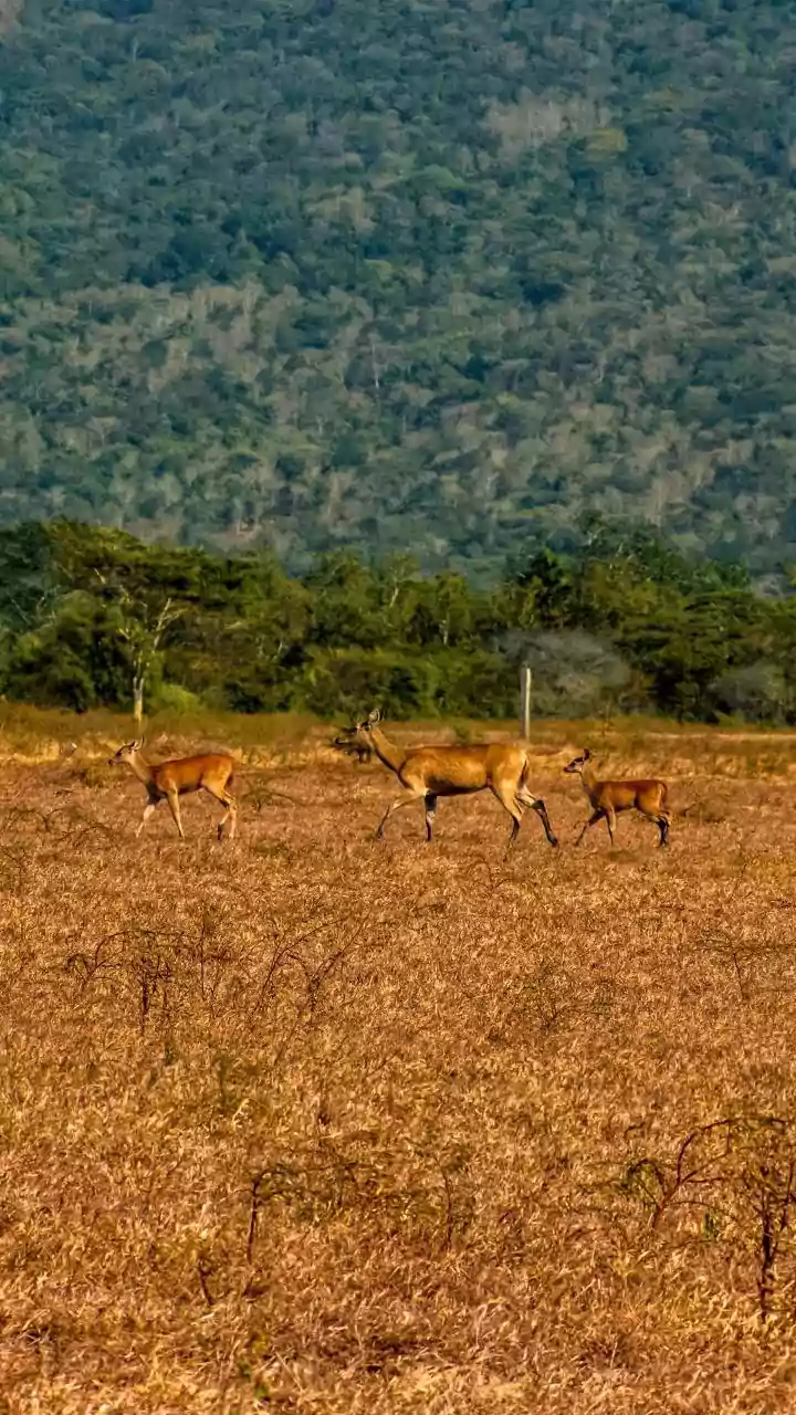 Why Satpura National Park Offers Unique Offbeat Safari Experiences This Autumn
