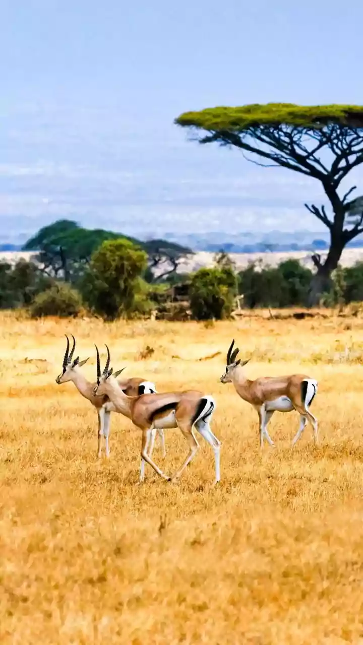 10 Adventures in Tanzania: Your Ultimate Itinerary!