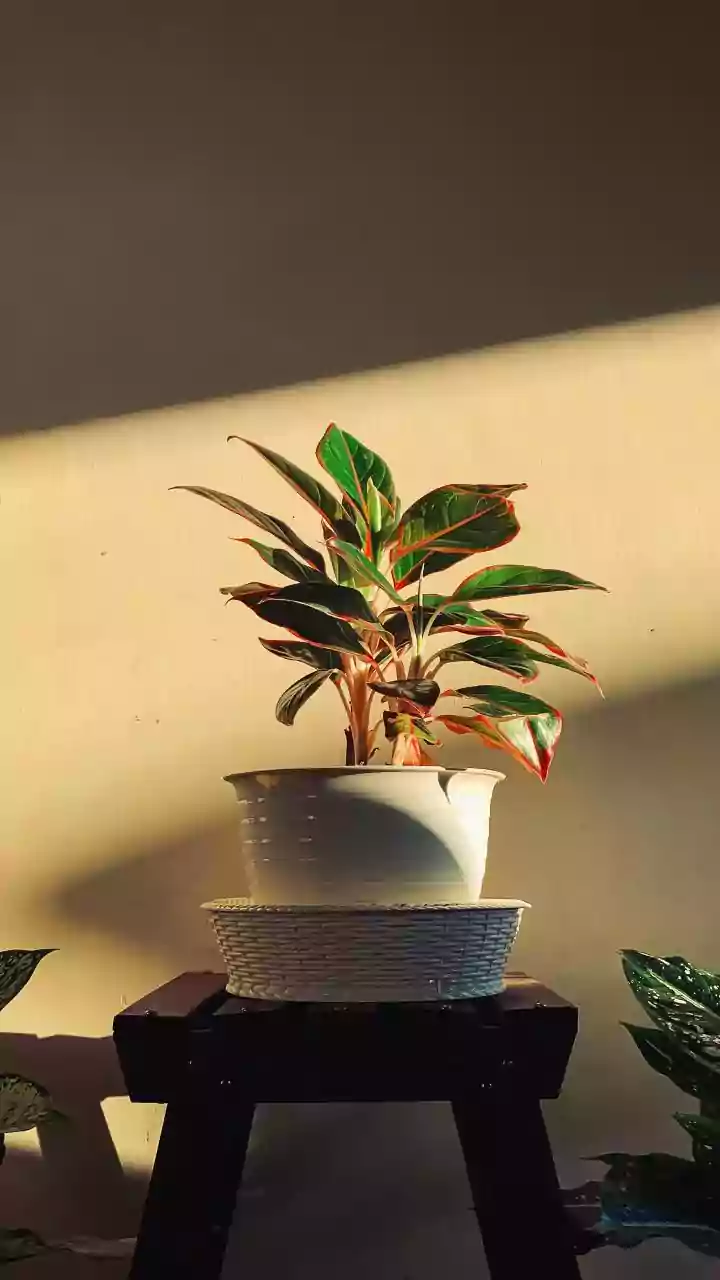 8 Peaceful Plants for a Calm, Lucky Home