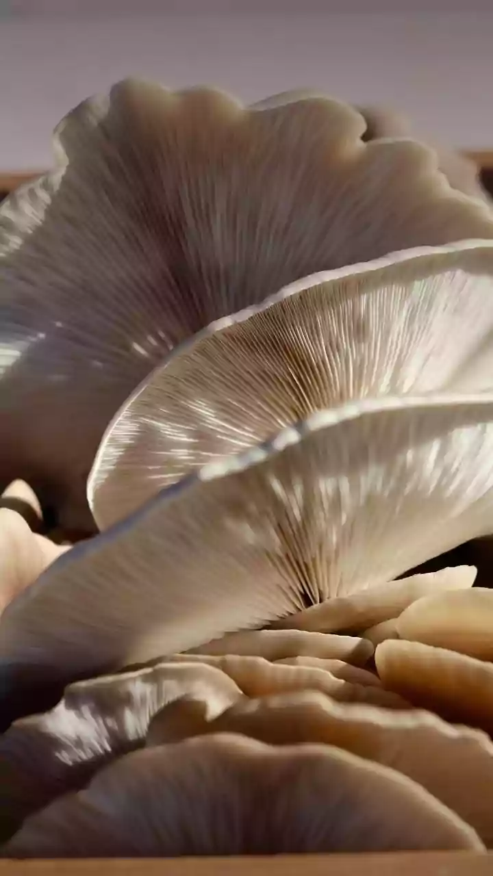 Lion's mane mushroom: What it is actually