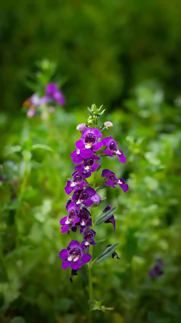 Neelakurinji's Long Blooming Interval Makes Every Damaged Plant More Significant