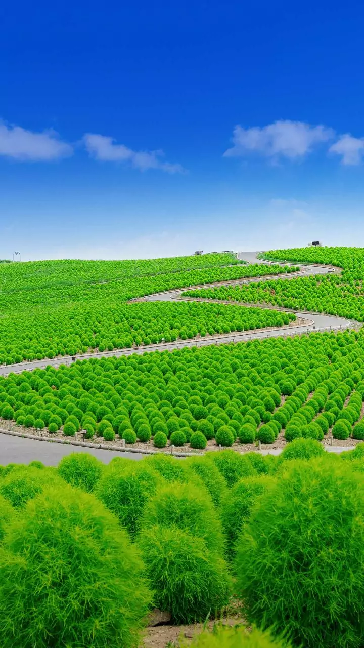 Planting of bushes, mechanised sweeping encouraged to control dust: Environment minster in LS