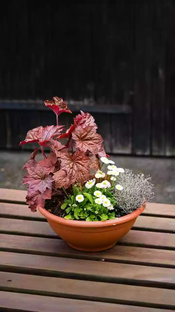 How Balcony Plants Stay Hydrated Through Dry Humid Spells Using Terracotta Olla Containers