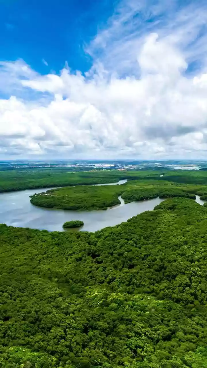 India's Monsoon Shifts Could Have Lasting Effects On Forest Ecosystems