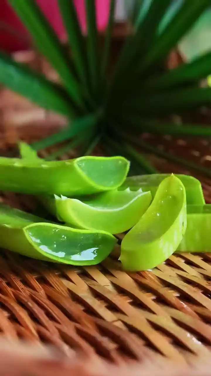 Can Aloe Vera Really Fight Alzheimer’s? What New Science Reveals, And What It Doesn’t