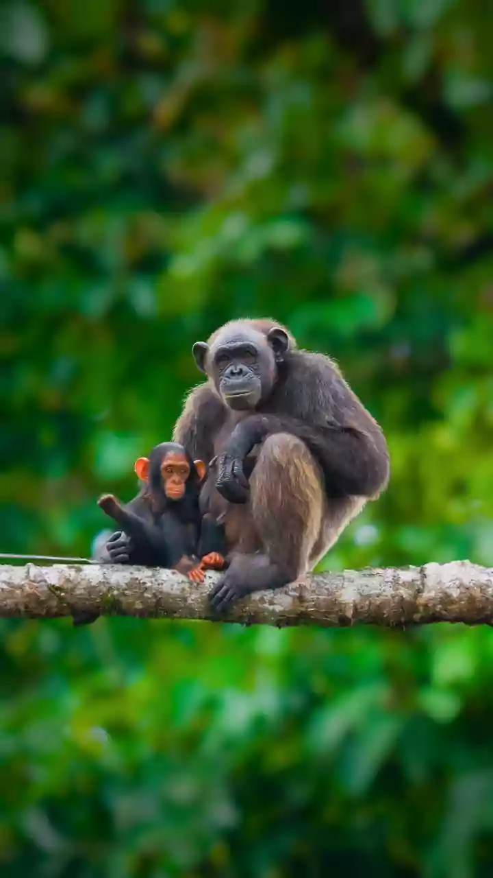 See chimpanzees up close on this wild forest trek