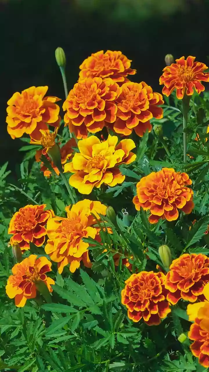 How to grow marigolds at home