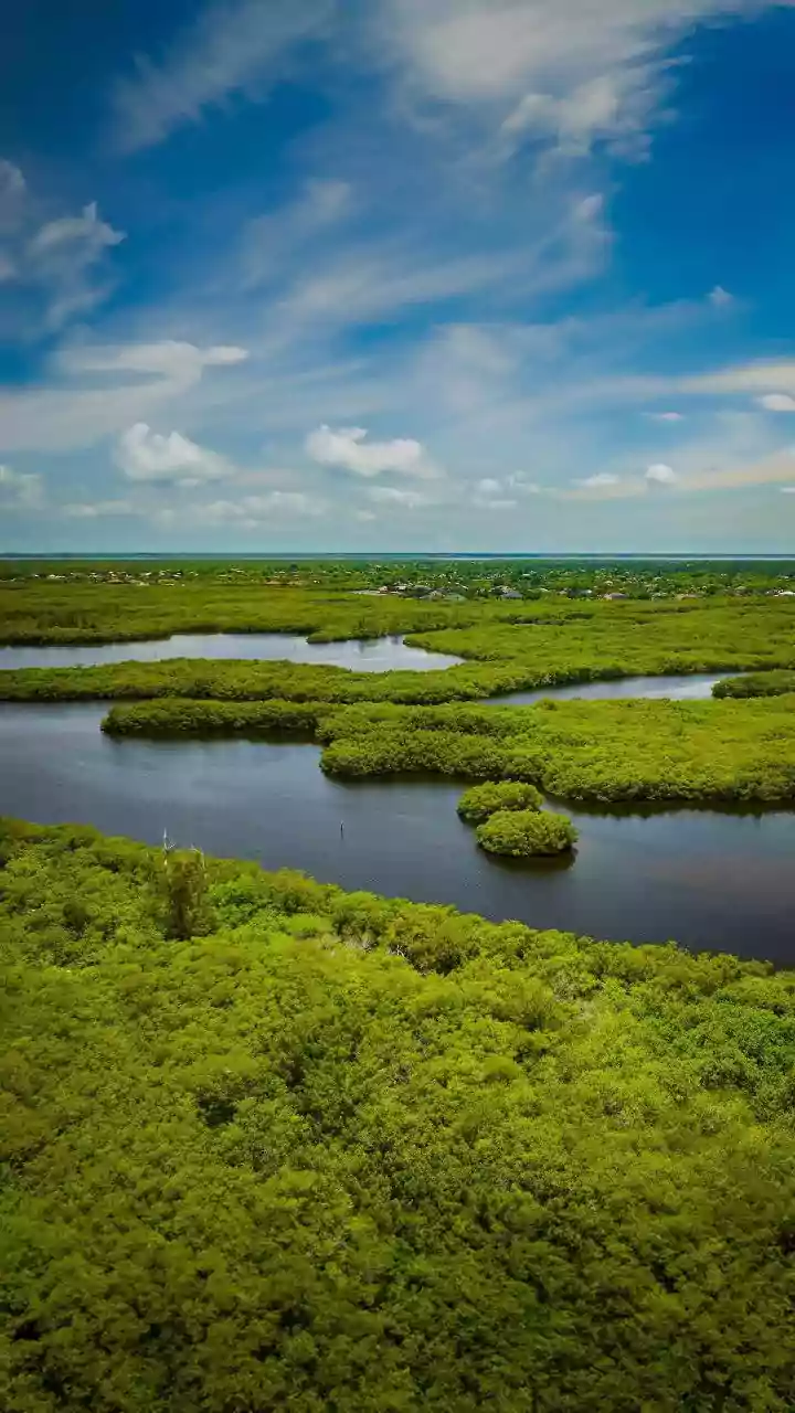 India's Avian Havens: 10 Lakes Boasting Spectacular Birdlife and Migrations