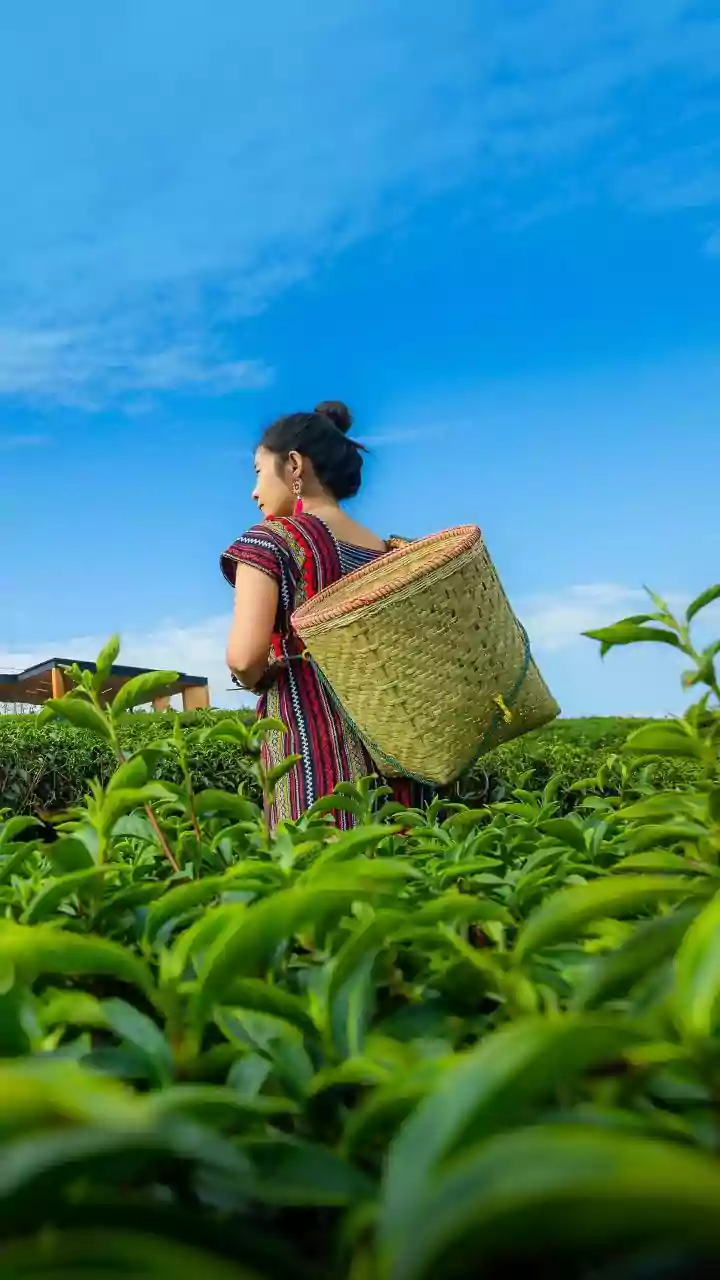 Nilgiri Tea Offers A Fragrant South Indian Contrast To Strong Milk Chai