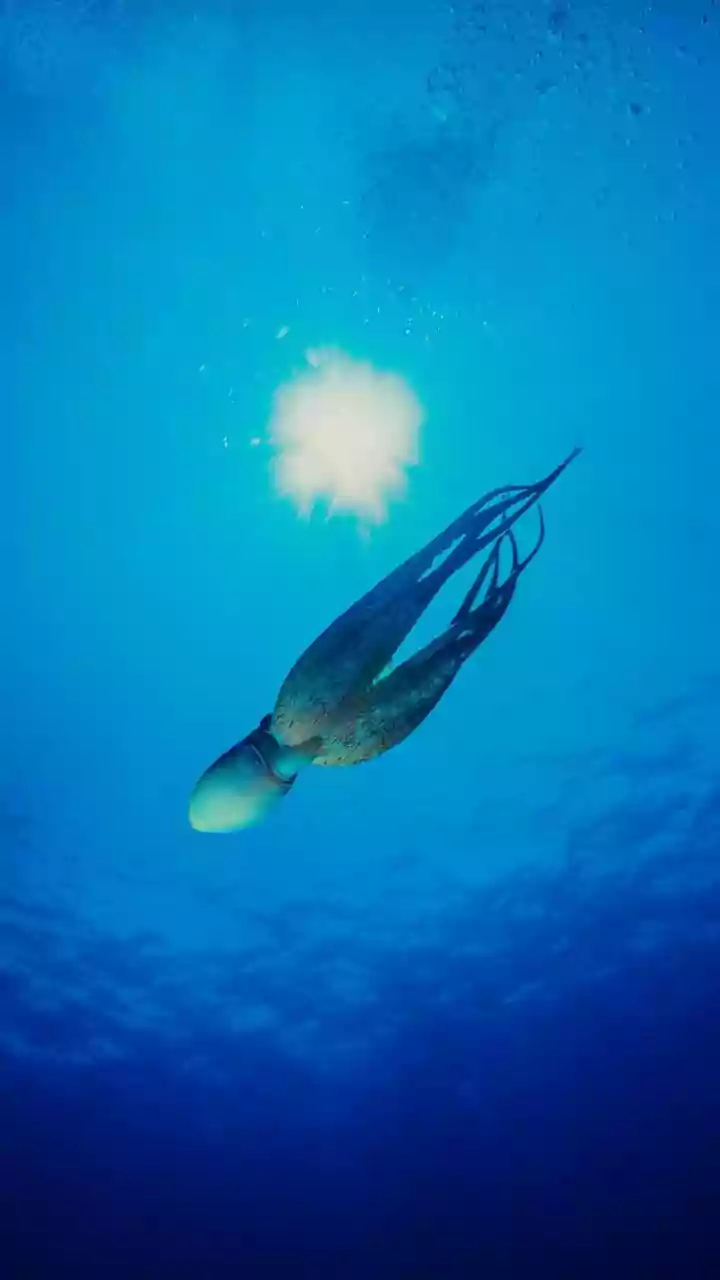 How The Deep Ocean Stores And Moves Heat Across Earth
