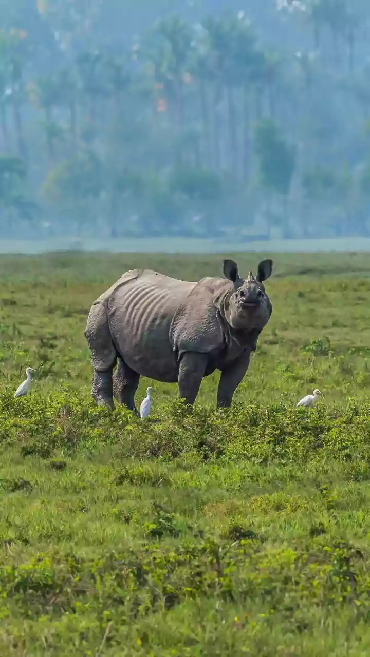 PM Modi Lays Foundation For ₹6,950 Crore Kaziranga Elevated Corridor In Assam | VIDEO