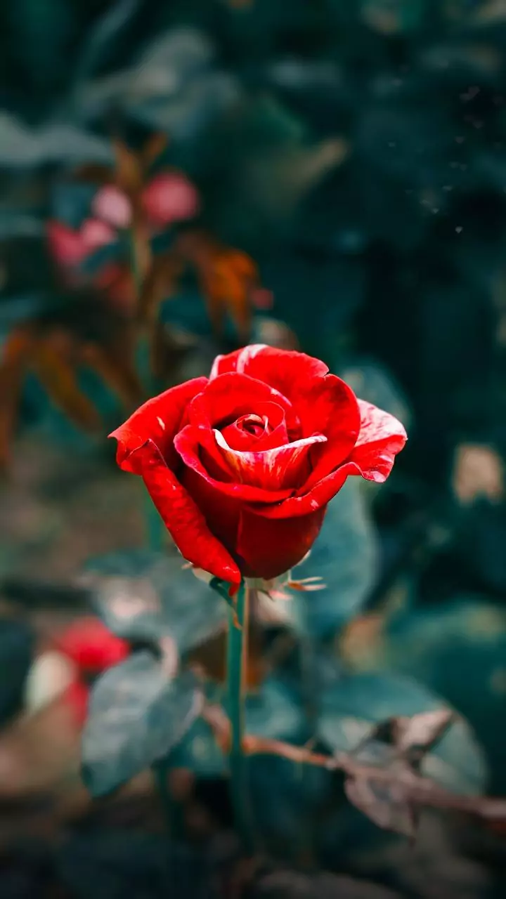 Rose Day mood check — tap to see how today feels.