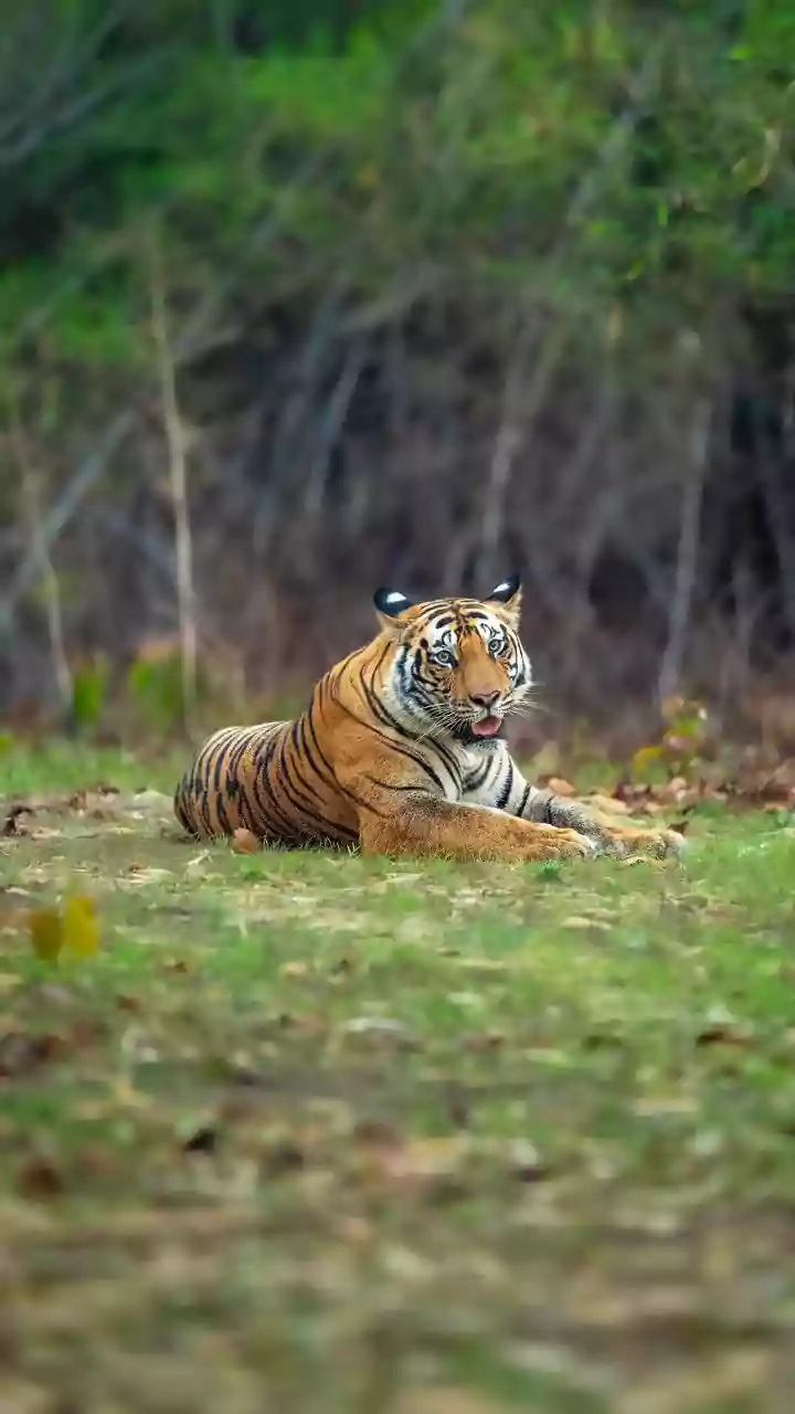 Tiger that strayed into Kerala’s Wayanad for two days returns to forest