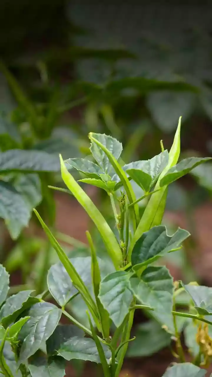 Your Summer Bounty: Grow 5 Easy Green Vegetables at Home!