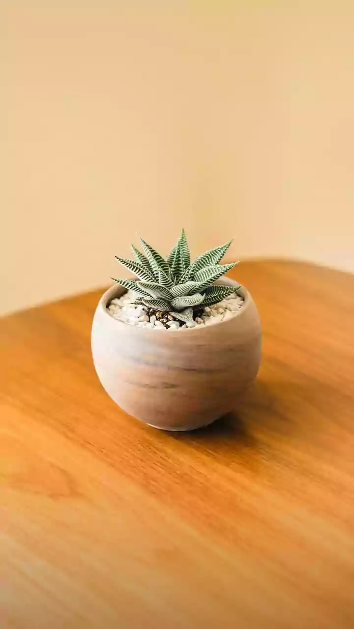 A Small Shell Pot Can Overheat or Dry Quickly in Sun