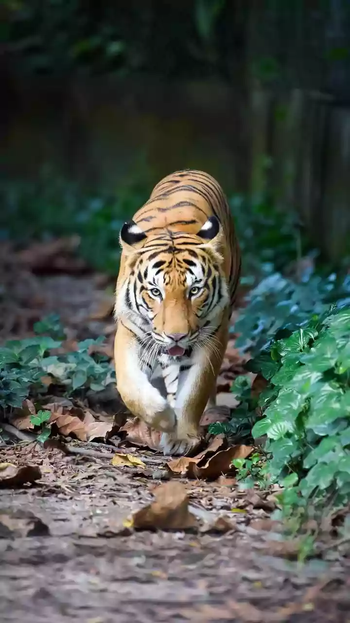 Why Strict Protection Of Forest Prey Species Is Essential For Translocated Tiger Survival