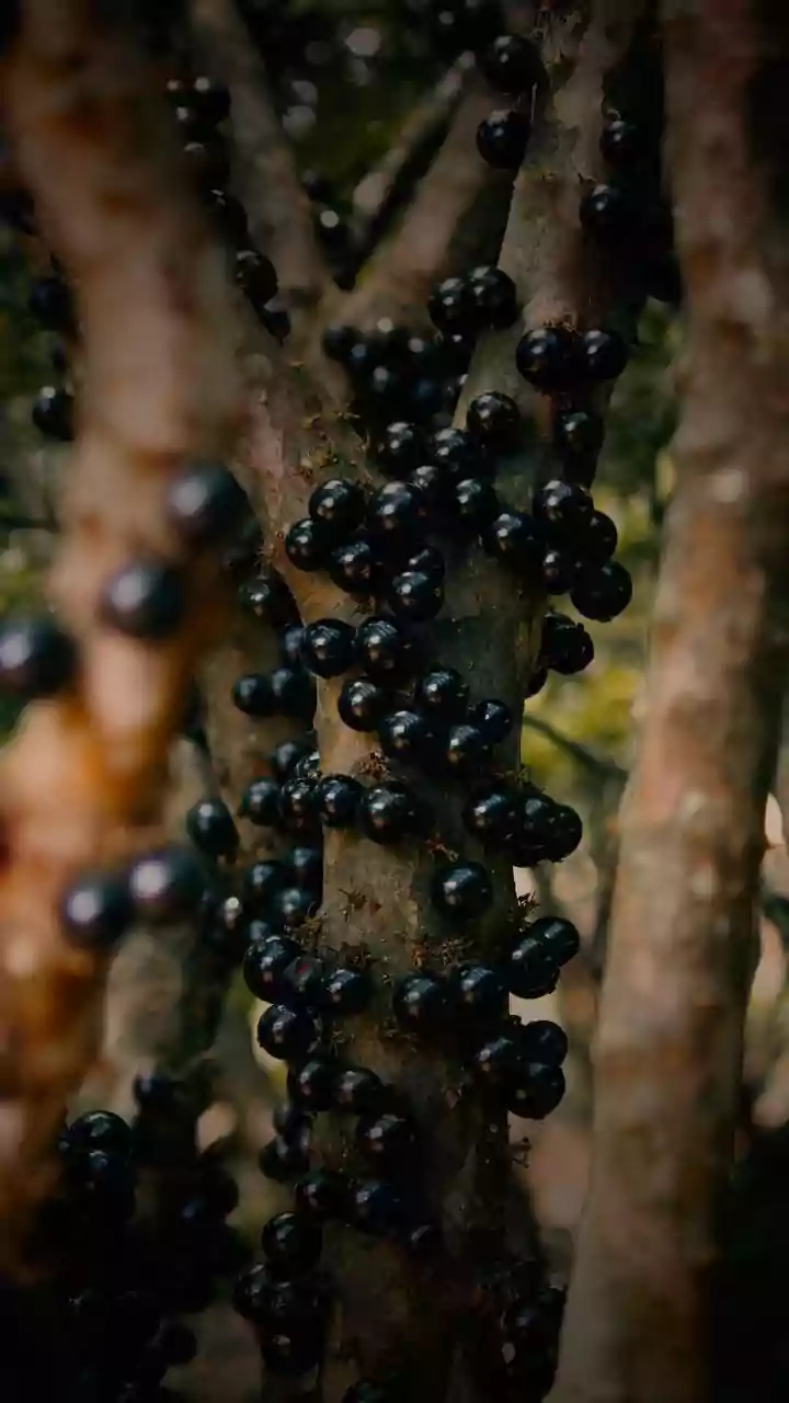 Exotic Fruitful Expeditions: 10 Unique Trees to Discover Worldwide