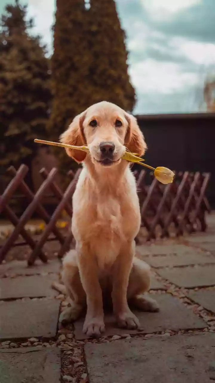 India's Pet-Care Boom Puts Staff Training under the Lens