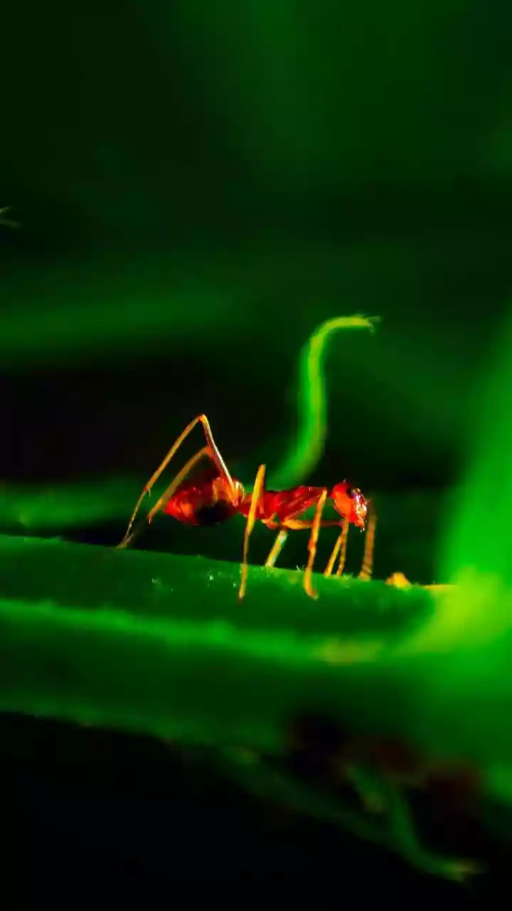 Unveiling the Secret Lives of Ants: High-Resolution 3D Scans Reveal Inner Worlds
