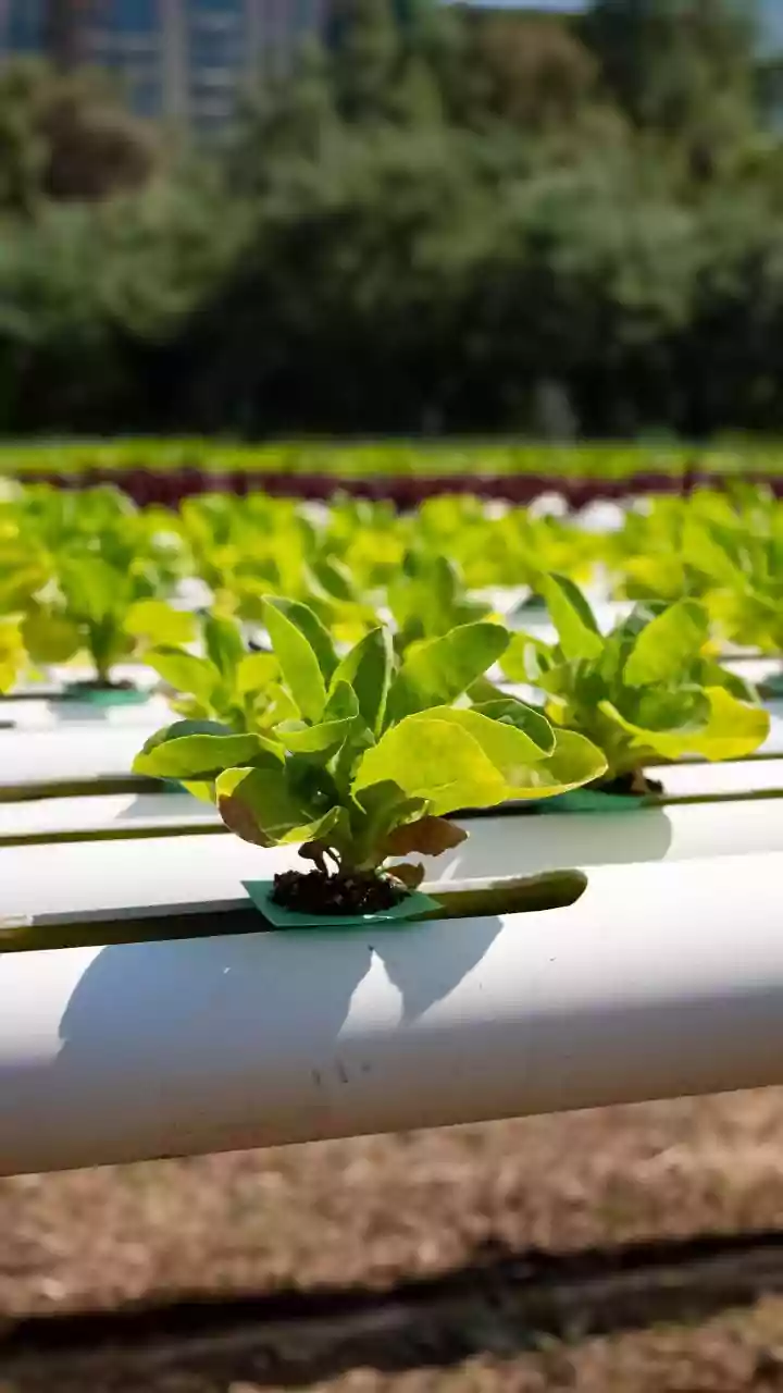 Smart Countertop Hydroponic Kits Sell Out Across Indian Urban Metros