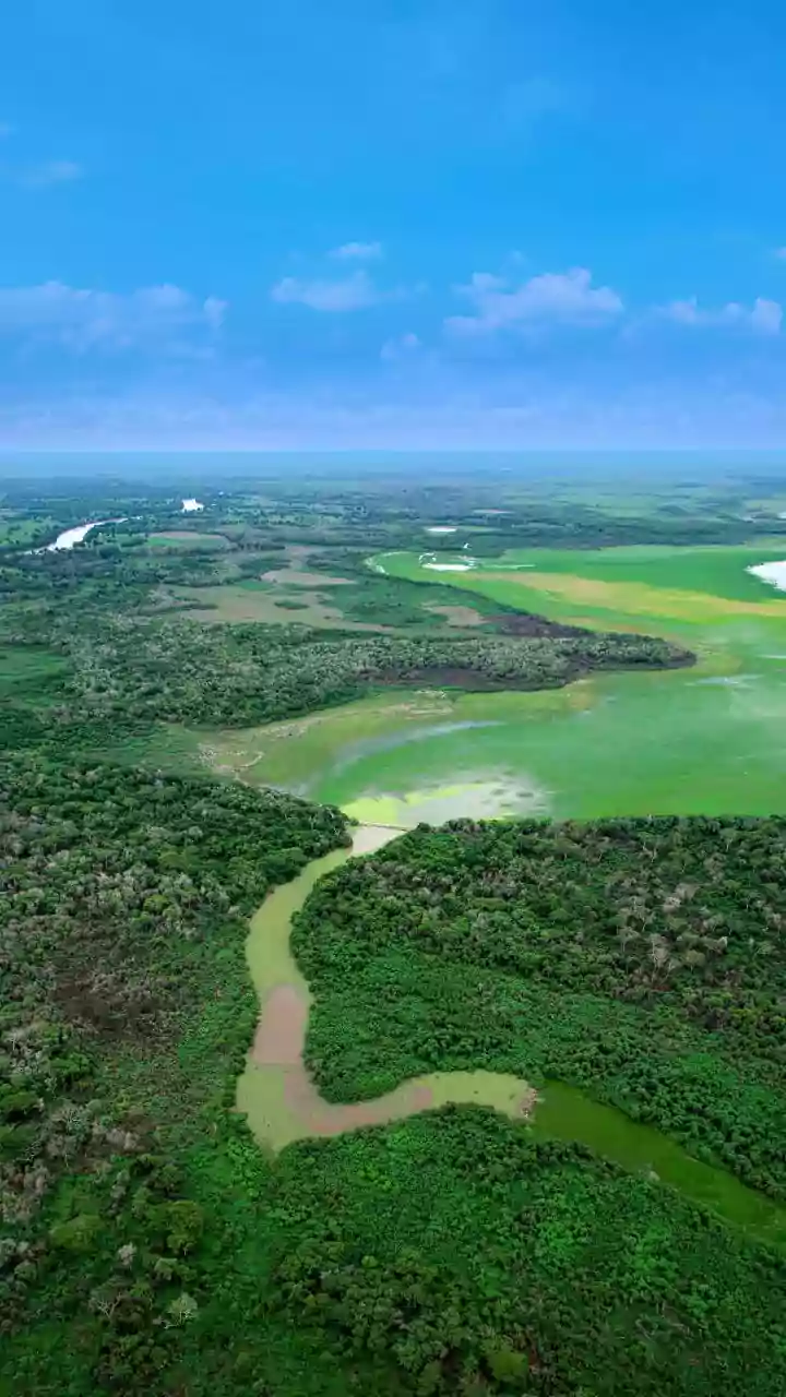 Bird Flu Alert: Bhagalpur Battles Outbreak