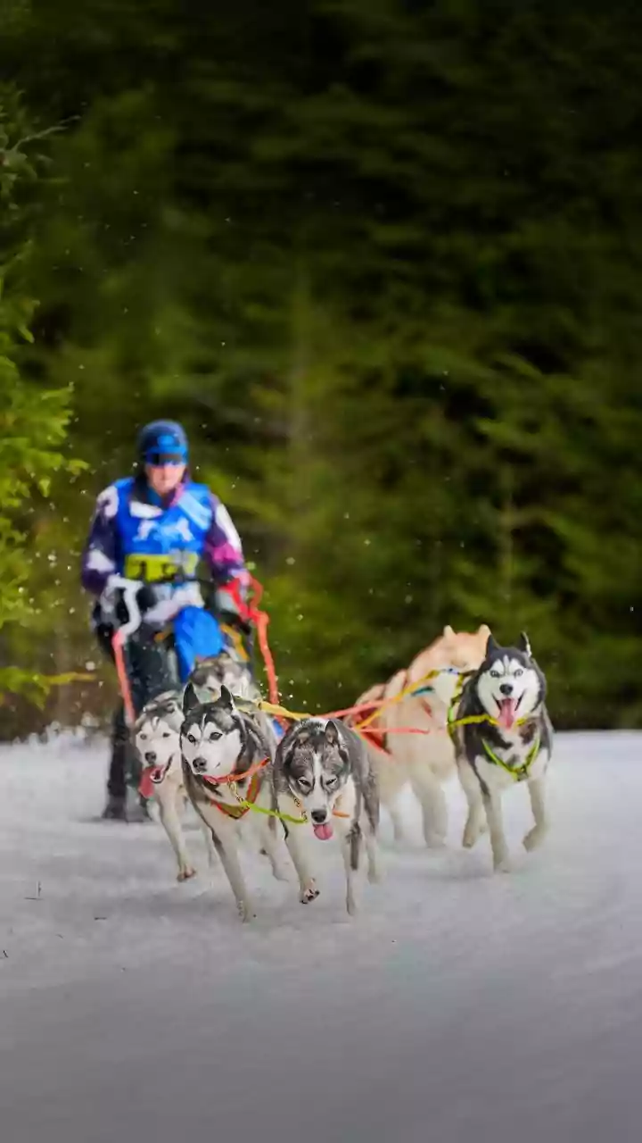 Trump envoy disinvited from Greenland dog sled race, organisers call move 'reassuring'