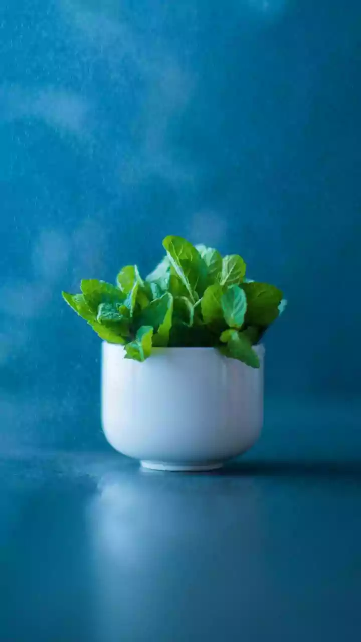 Why Having Fresh Tulsi Mint And Coriander On Your Windowsill Upgrades Winter Kitchen Cooking