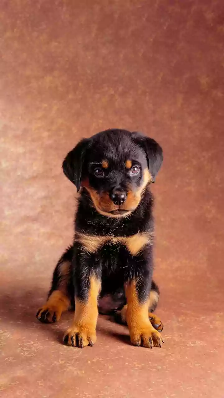 Man Argues Over Dog's Name; Case Filed