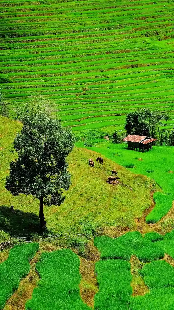 India's Global Food Dominance: A Look at the Key Produce Items Leading the World