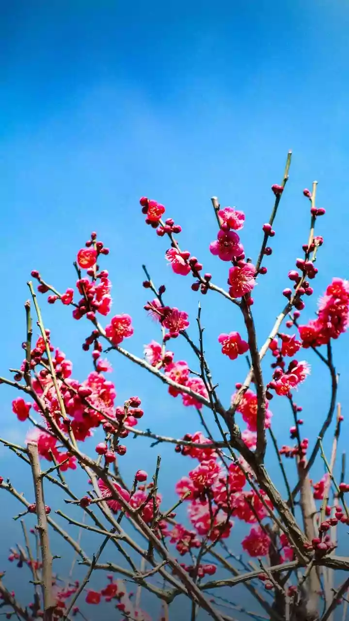 India's Stunning Cherry Blossom Havens: A Springtime Spectacle Beyond Japan